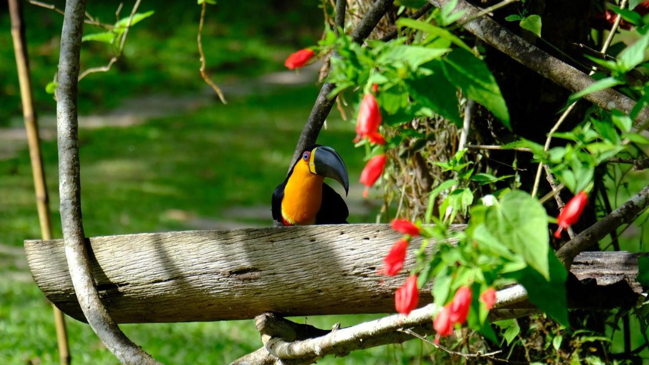 Pousada Salve Floresta ตาปิไร ภายนอก รูปภาพ