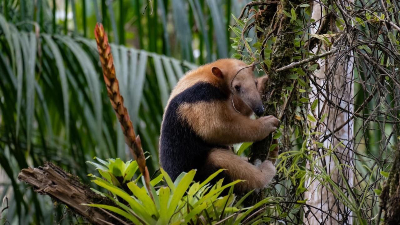 Pousada Salve Floresta ตาปิไร ภายนอก รูปภาพ