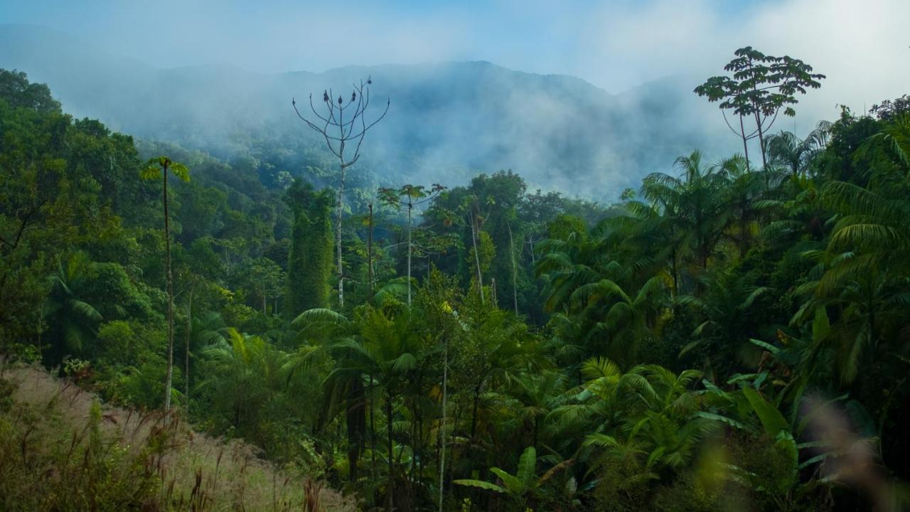 Pousada Salve Floresta ตาปิไร ภายนอก รูปภาพ