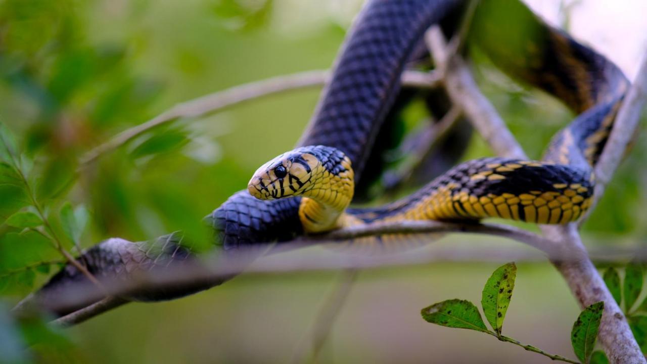 Pousada Salve Floresta ตาปิไร ภายนอก รูปภาพ