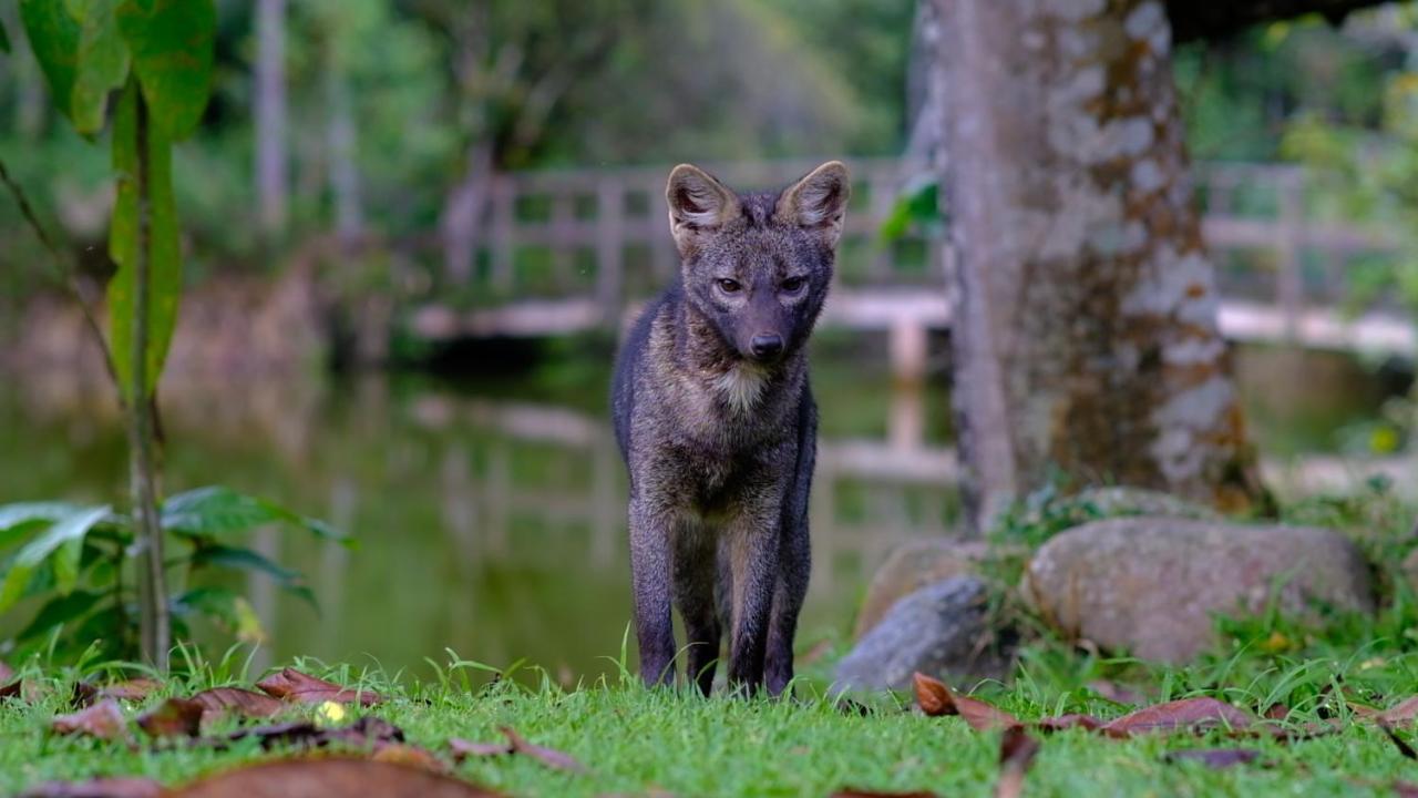 Pousada Salve Floresta ตาปิไร ภายนอก รูปภาพ